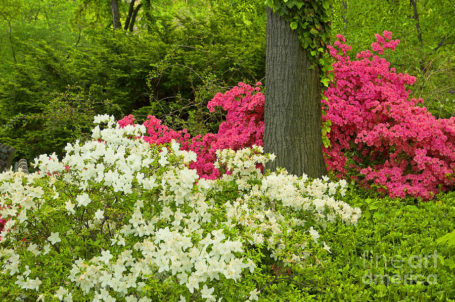 Central Park Spring-Azaleas Photograph by Regina Geoghan