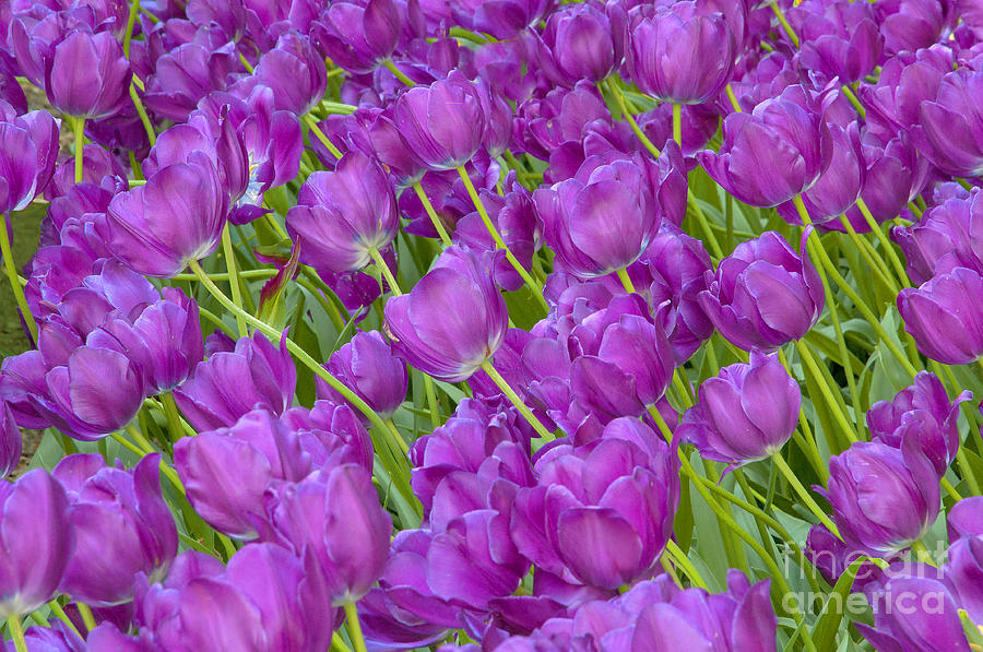 Tulip Photograph - Central Park Spring-Purple Tulips by Regina Geoghan