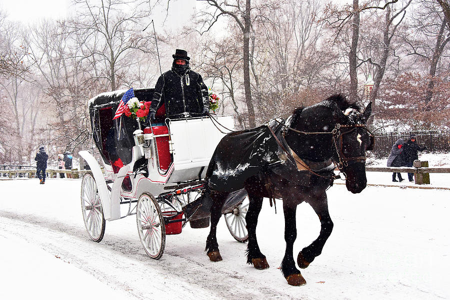 City Photograph - Central Park Winter  Carriage Ride  by Regina Geoghan