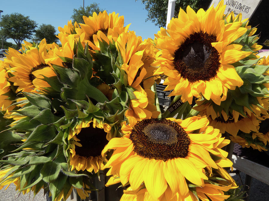 Central Texas Sunflowers Photograph by JG Thompson