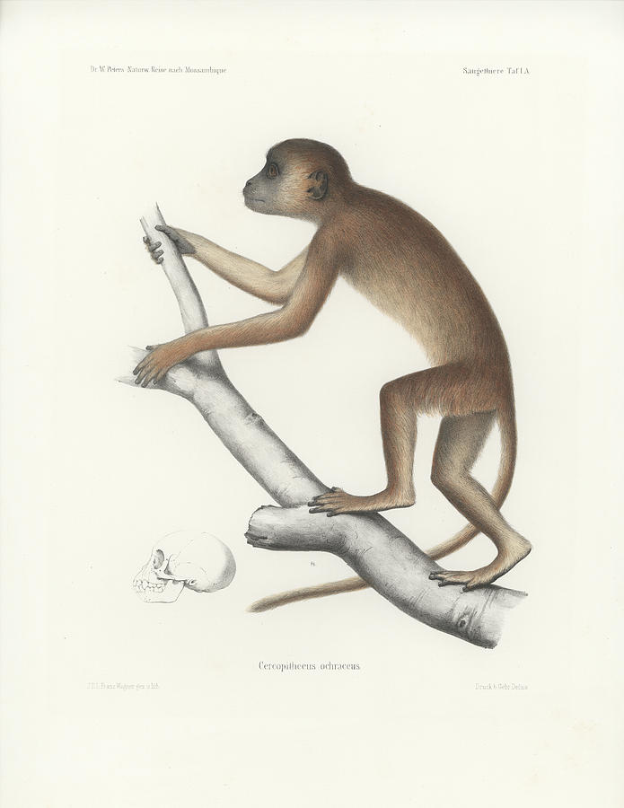 Central Yellow Baboon, Papio c. cynocephalus Drawing by J D L Franz Wagner