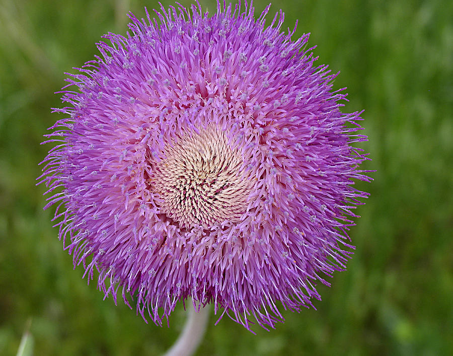 Macro Photograph - Centrifugal by Vari Buendia Macro Photograph - Centrifugal by Vari Buendia