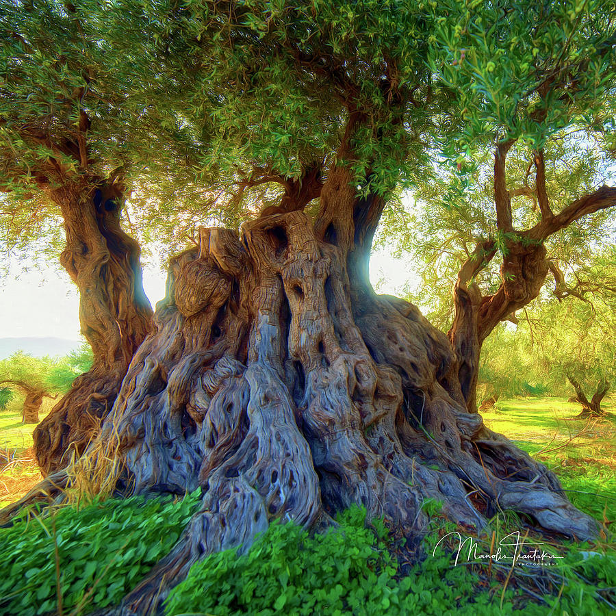 Centuries Old Olive Tree Photograph By Manolis Tsantakis Pixels 8087