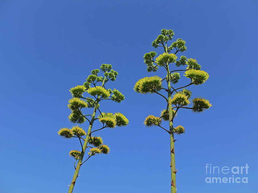 Century in flower by Mary Attard Century in flower by Mary Attard