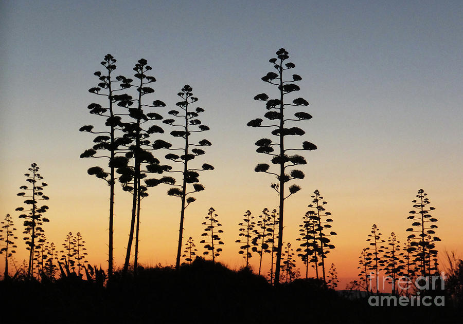 Century in Silhouette by Mary Attard Century in Silhouette by Mary Attard