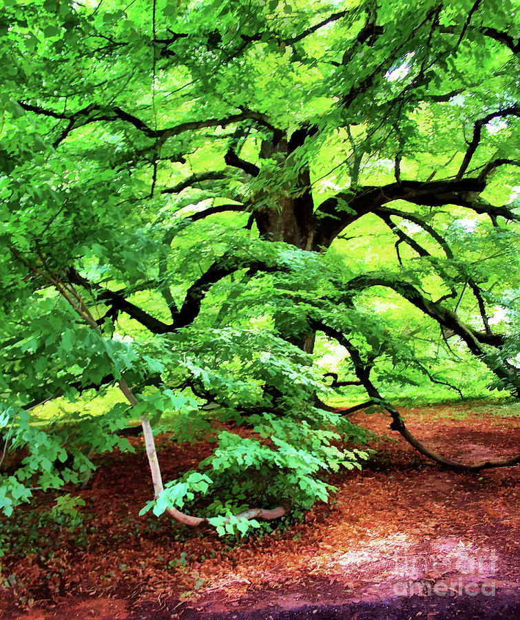 Century Oak Tree Digital Art by Judy Palkimas