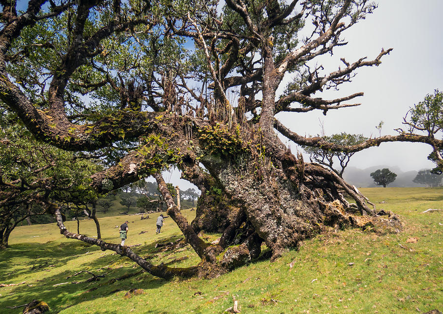 Century old tree at Fanal in Madeira Photograph by Claudio Maioli