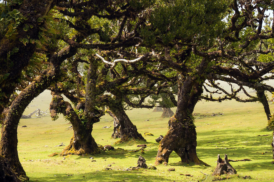Century old trees in Madeira island Photograph by Claudio Maioli