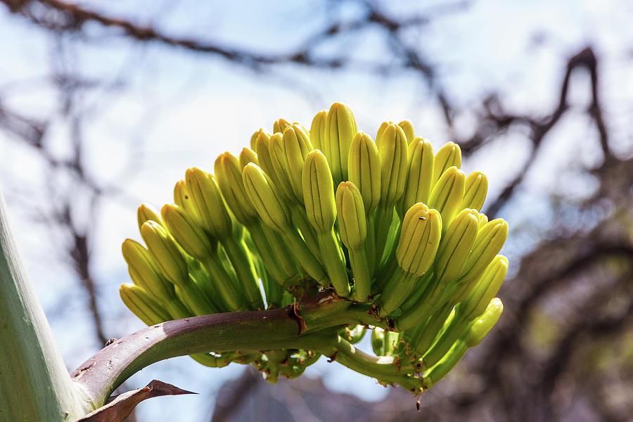 Century PLant Flower Photograph by Lon Dittrick