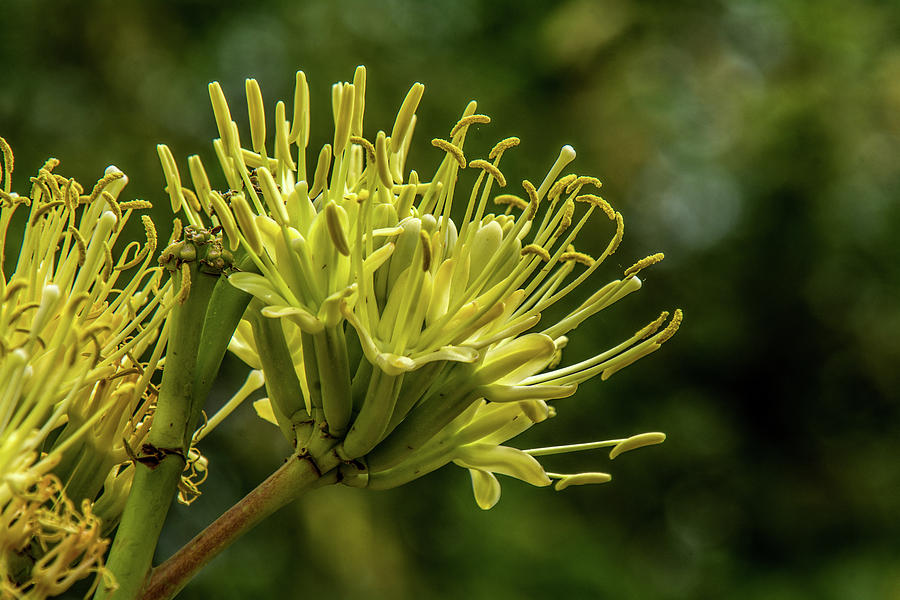 Century Plant Flower Photograph by Tam Ryan