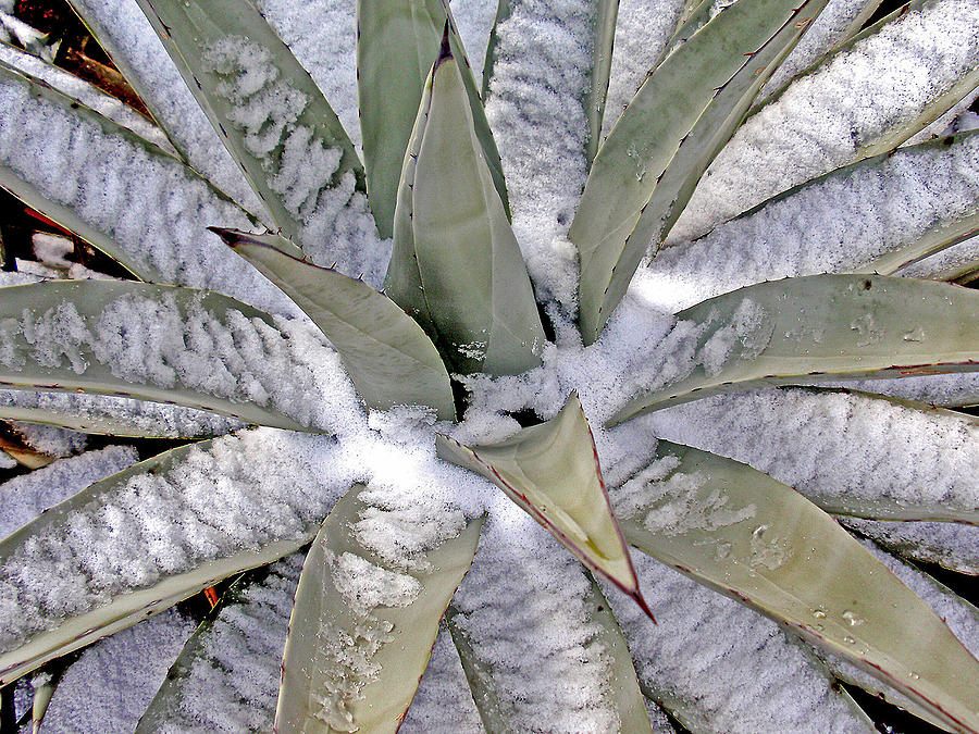 Century Plant Photograph - Century Plant in Snow by Gene Garrison