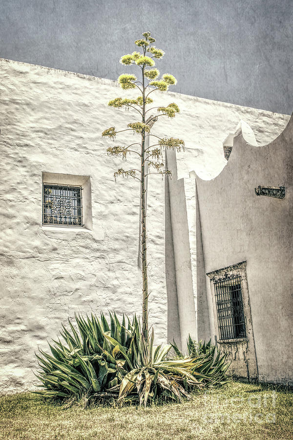 Century Plant Photograph by Lynn Sprowl