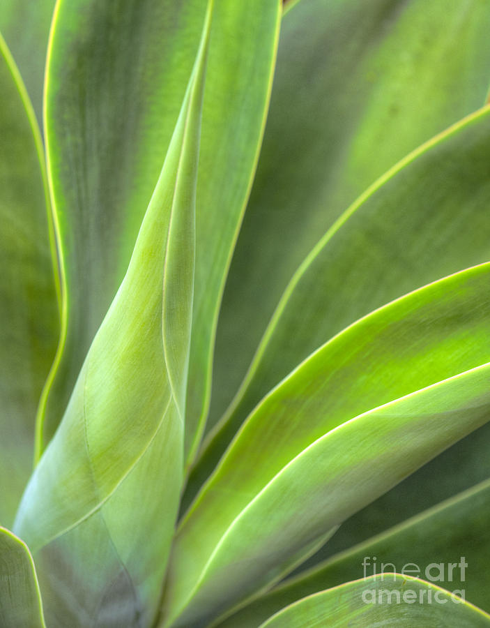 Century Plant Succulent  Photograph by David Zanzinger