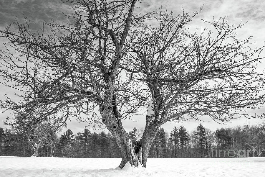 Centuries old apple tree in winter Photograph by Edward Fielding