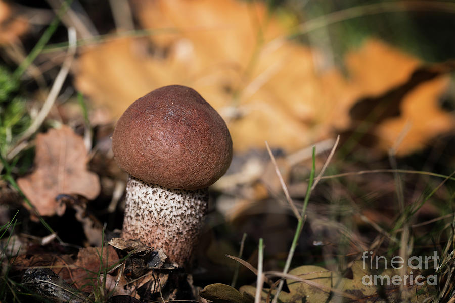 Cep mushroom Photograph by Jane Rix