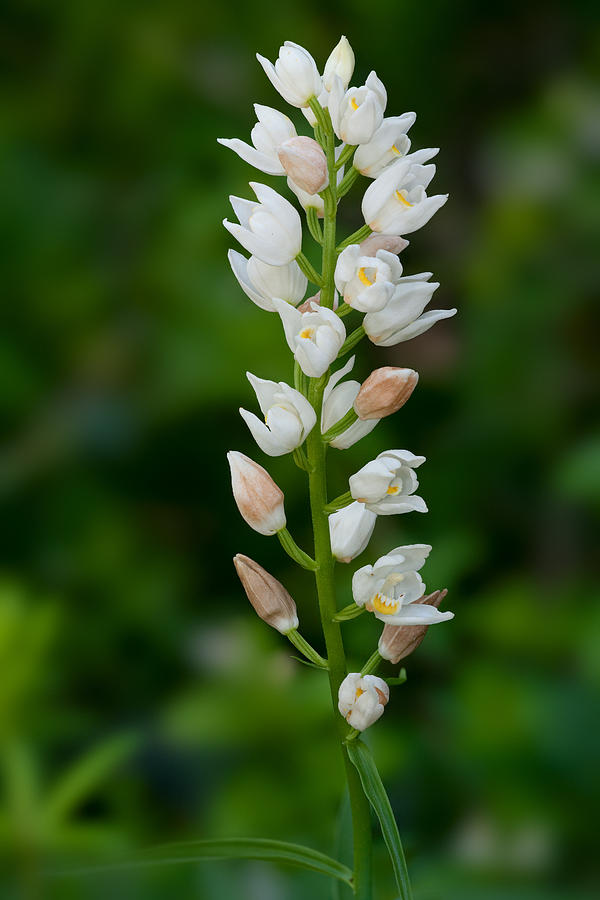 Cephalanthera Longifolia Photograph by Yuri Peress