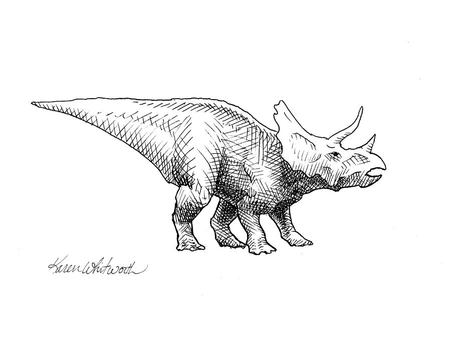 Cera The Triceratops - Dinosaur Ink Drawing Drawing by Karen Whitworth