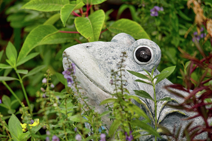 Ceramic Frog Photograph by John Black