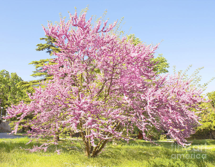 Cercis European siliquastrum Photograph by Irina Afonskaya | Fine Art ...