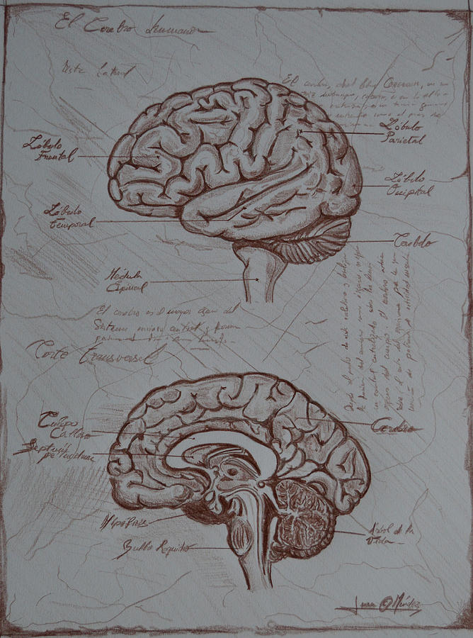 Cerebrum Drawing by Juan Mendez