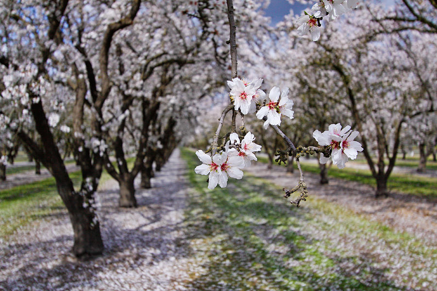 Spring Photograph - Ceres Orchard - Spring by Stephen Bonrepos