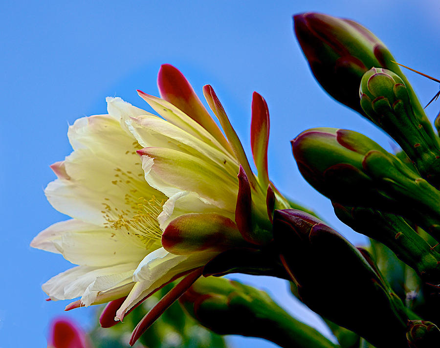 Cereus Cactus Flower Photograph by Barbara Zahno