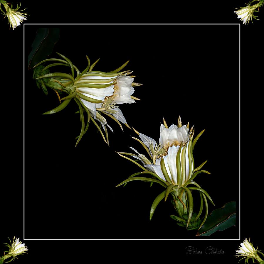 Cereus Display Photograph by Barbara Chichester