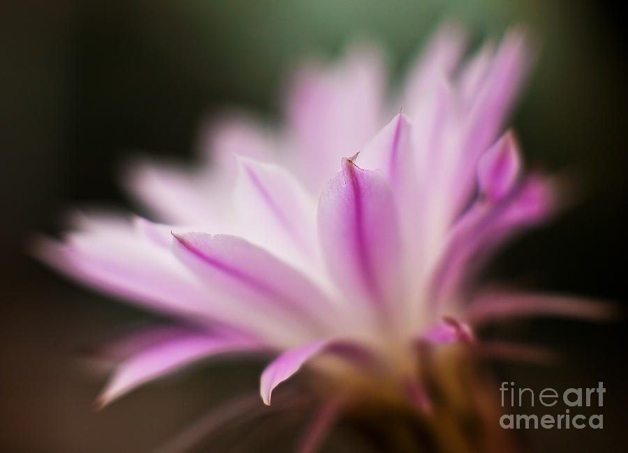 Flower Photograph - Cereus Flower Glow by Mike Reid