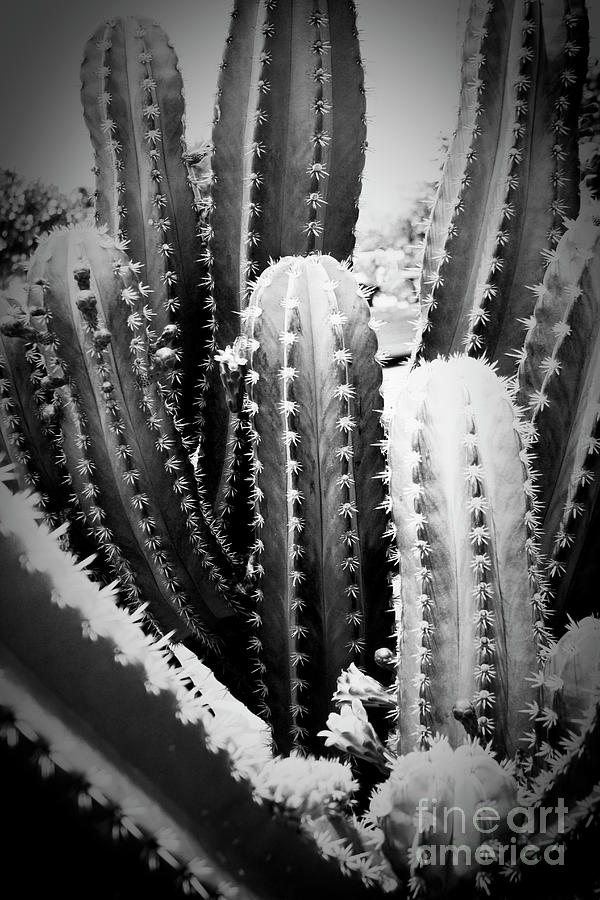 Cereus Hexagonus cactus  Photograph by Sharon Mau