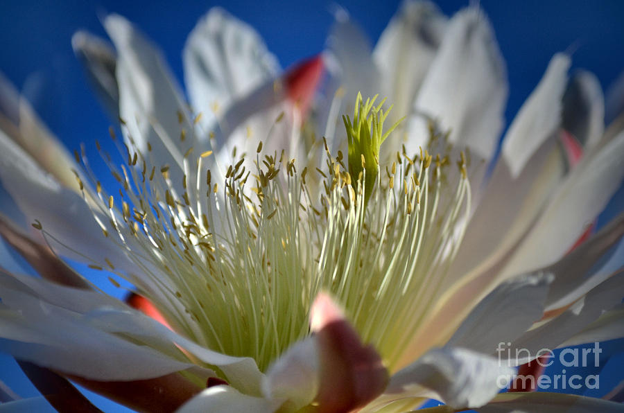 Cereus in the Sun Photograph by Deb Halloran