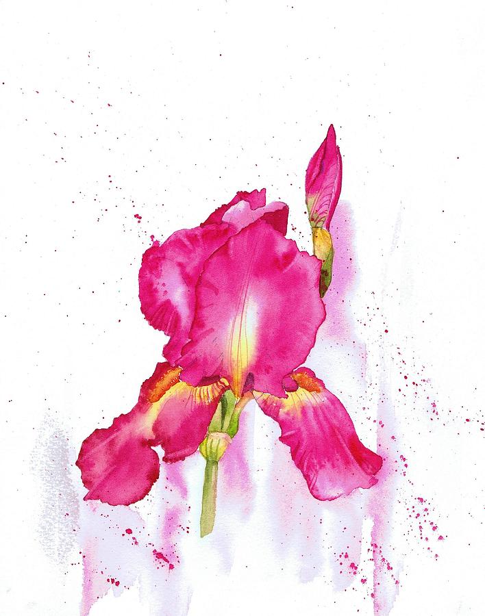Iris Painting - Cerise Iris by Julie Horner