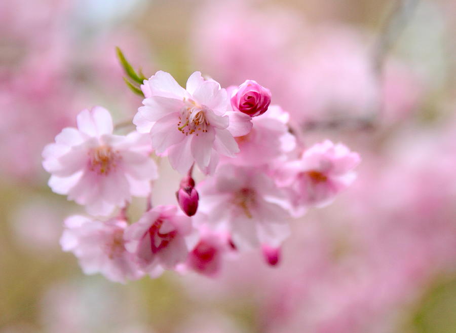 Cerise Photograph by Jessica Jenney | Fine Art America