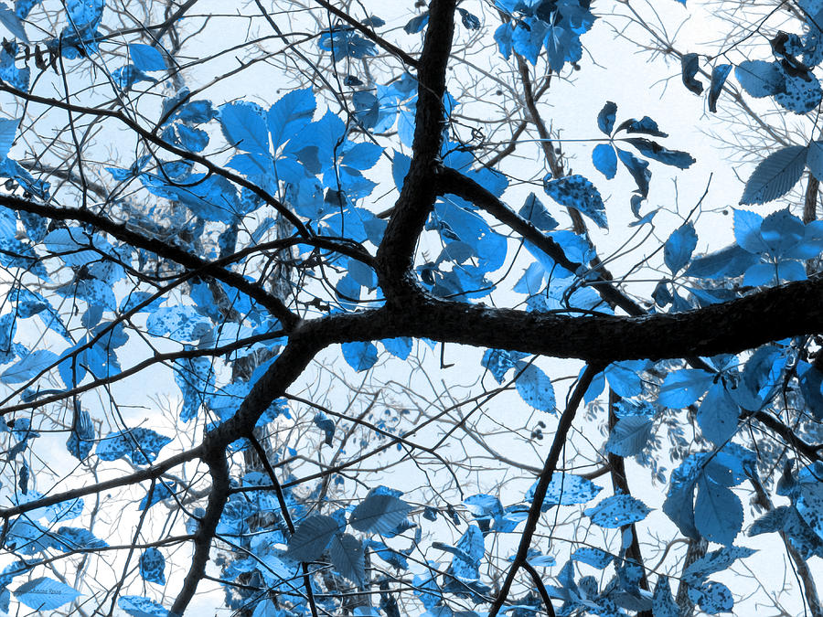 Cerulean Leaves Photograph by Shawna Rowe