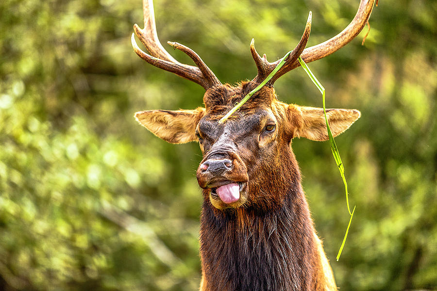 Cervus canadensis nannodes thas my name dammit Photograph by Don Hoekwater Photography