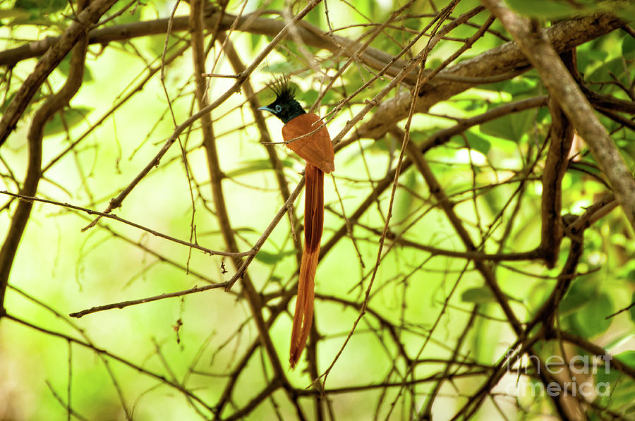 Ceylon paradise flycatcher Photograph by Venura Herath