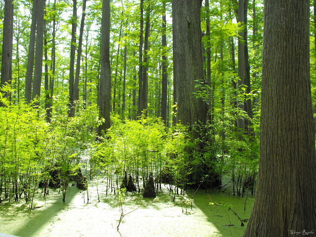 Chache River Swamp Photograph