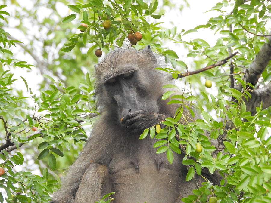 Chacma Baboon Photograph by Betty-Anne McDonald