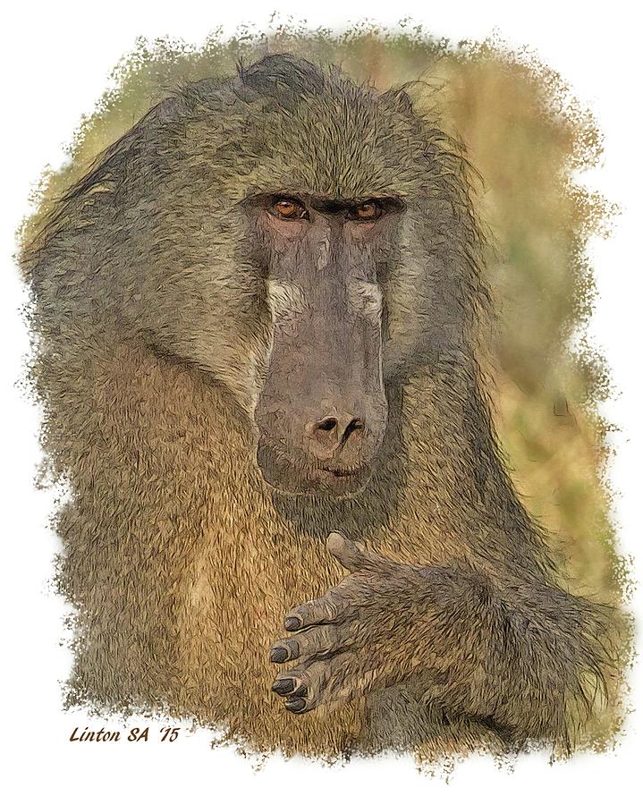 Chacma Baboon Digital Art by Larry Linton