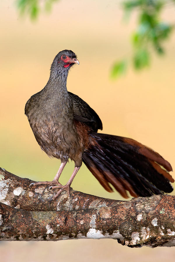 Chaco Chachalaca Ortalis Canicollis Photograph by Panoramic Images