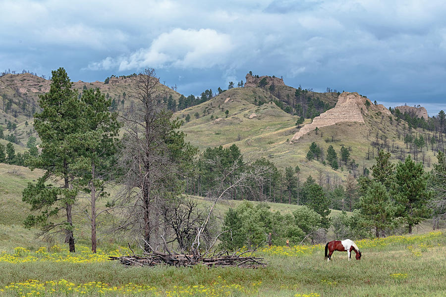 Chadron State Park Photograph by Susan Rissi Tregoning