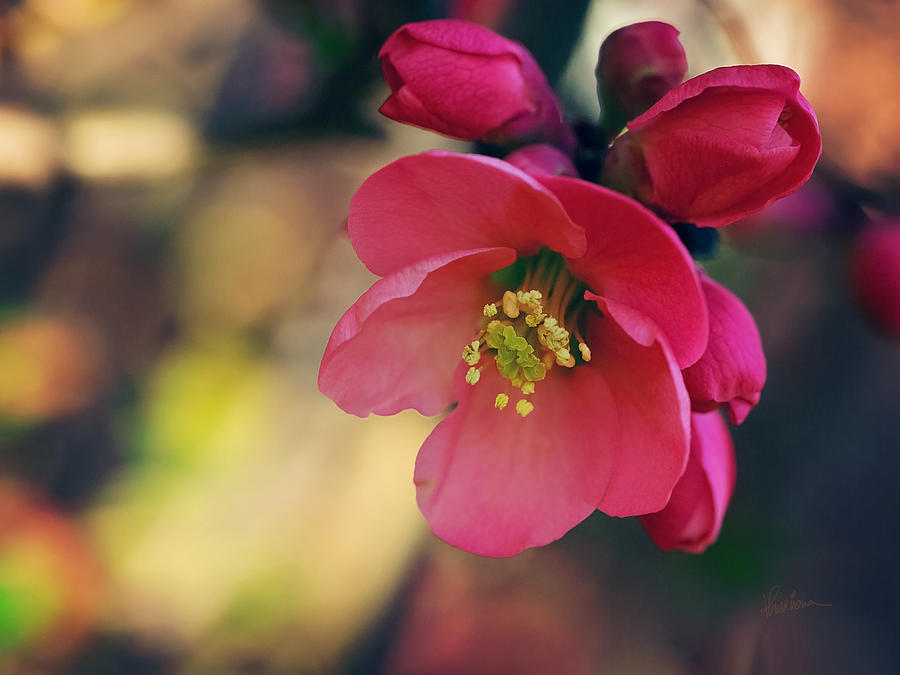 Colorful Photograph - Chaenomeles by Kharisma Sommers