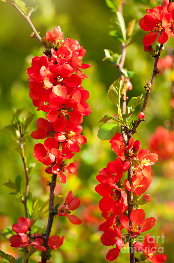 Chaenomeles shrub red flowering Photograph by Arletta Cwalina