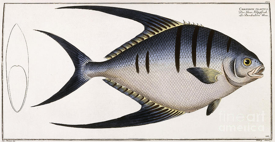 Fish Drawing - Chaetodon Glaucus by German School