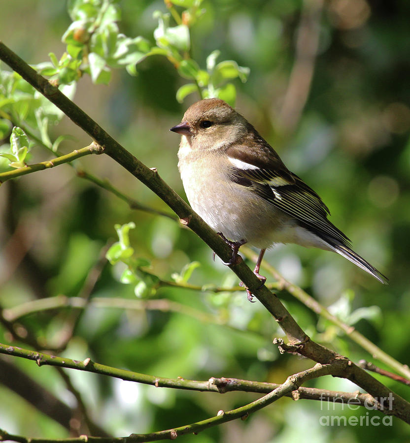 Chaffinch in Springtime Donegal Ireland Photograph by Eddie Barron