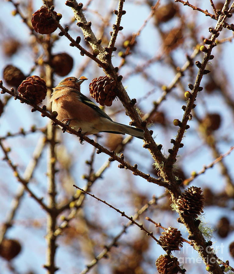 Chaffinch Like Pinecones Photograph by Eddie Barron