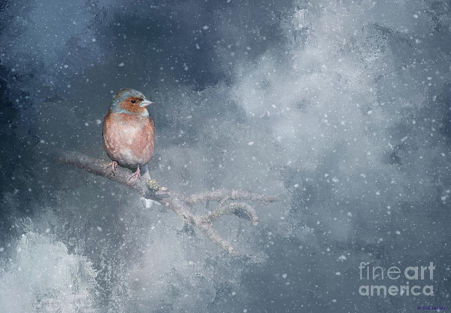 Winter Photograph - Chaffinch on a Cold Winter Day by Eva Lechner