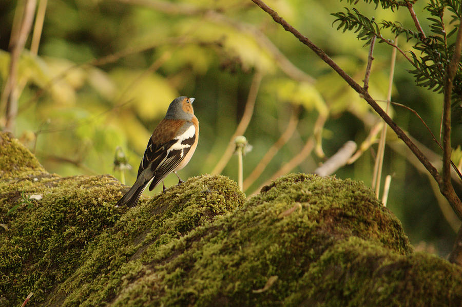 Chaffinch On Mossy Stones Photograph by Adrian Wale