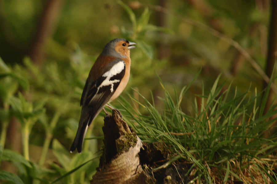 Chaffinch On Stump Photograph by Adrian Wale