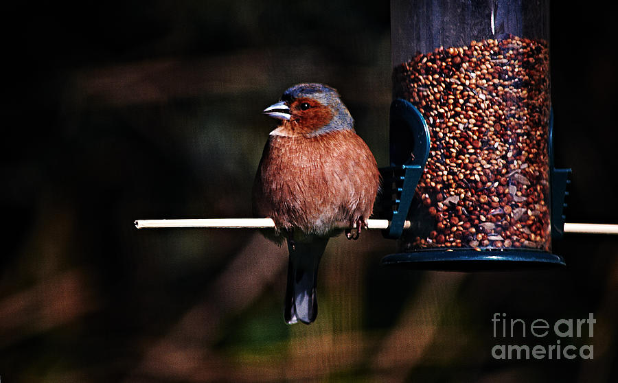 Finch Photograph - Chaffinch on the Feeder by Pete Moyes