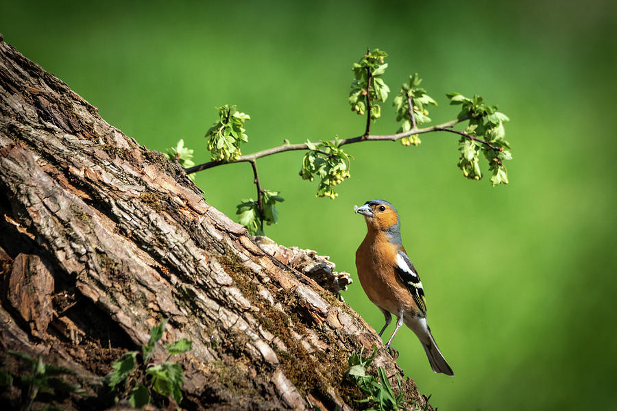 Chaffinch Posing Photograph by Framing Places